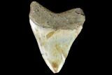 Fossil Megalodon Tooth - North Carolina #99861-2